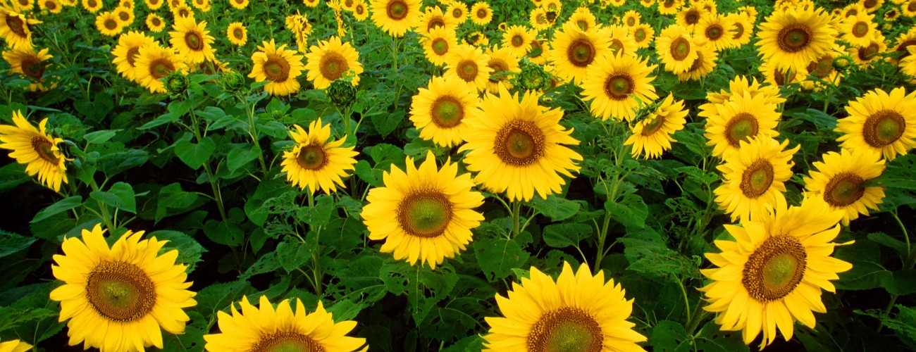 Sunflowers