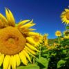 Tournesols sur le plateau de Valensole