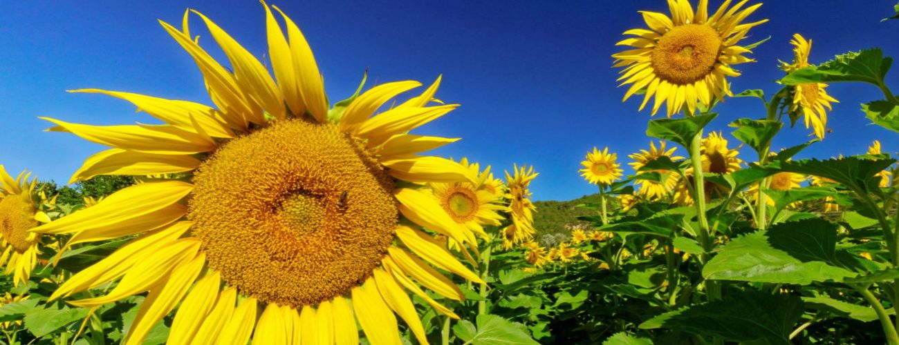 Tournesols sur le plateau de Valensole