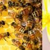 abeilles