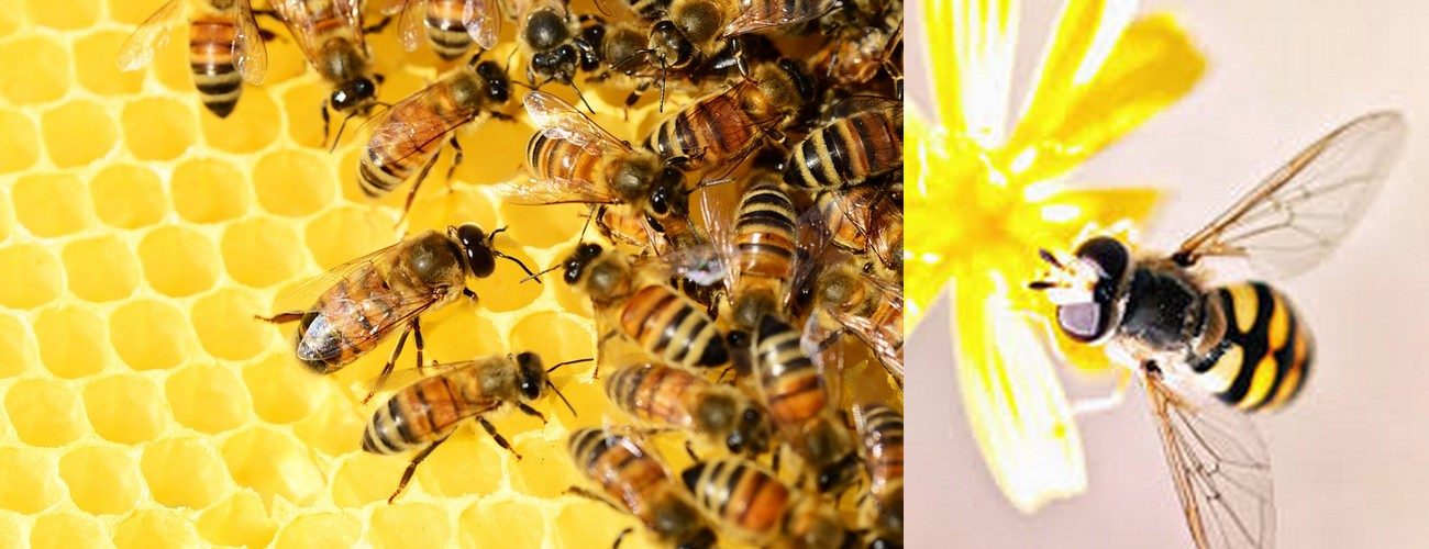 abeilles