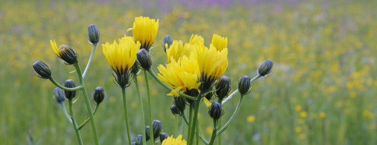biodiversité