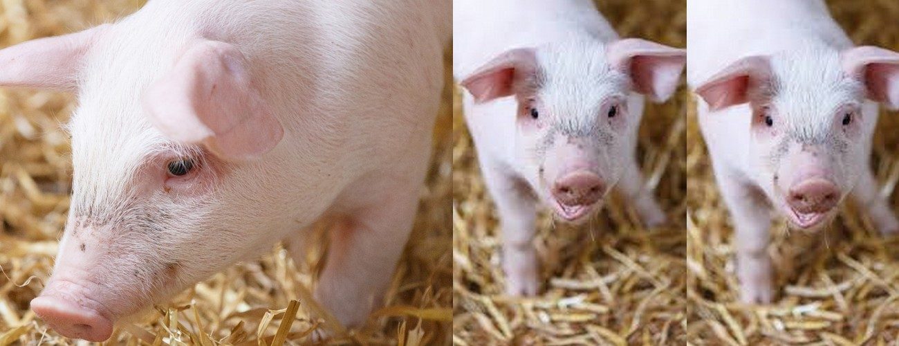 cochons