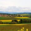 colza recadré©André Roullier/Flickr