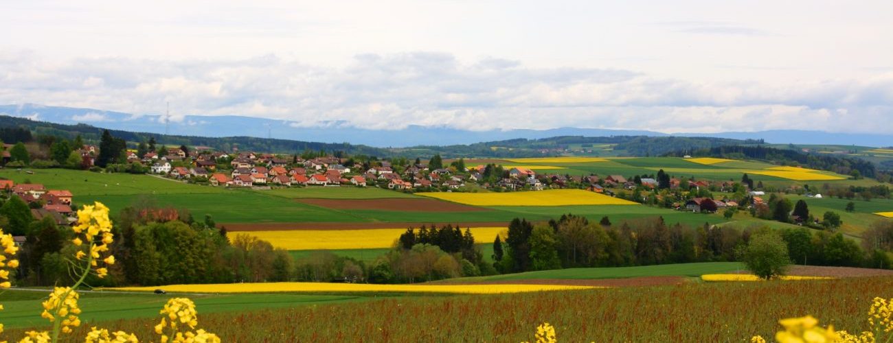 colza recadré©André Roullier/Flickr