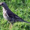 oiseau