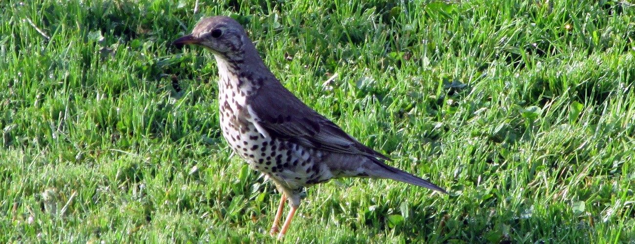 oiseau