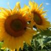 tournesols gros plan