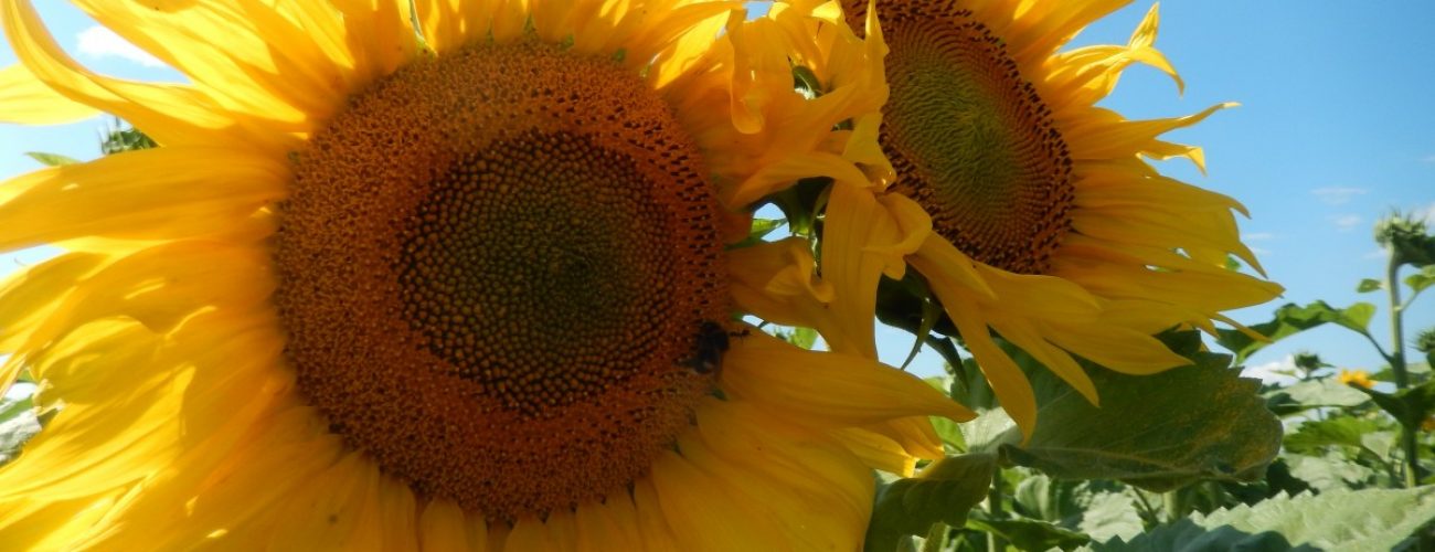 tournesols gros plan